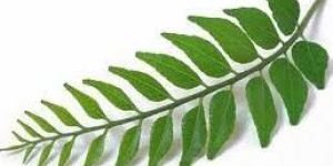 Fresh Curry Leaves