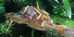 Aquarium Accessories