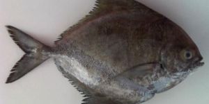 Fresh Black Pomfret Fish