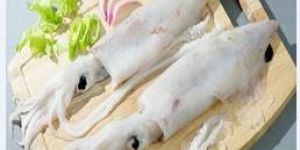 Fresh Squid Fish