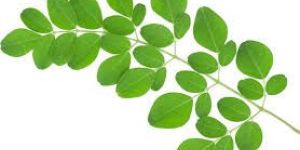 Fresh Drumstick Leaves
