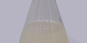 Verticillium Lecanii