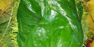 Betel Leaves