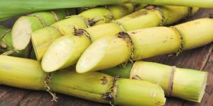 Fresh Sugarcane