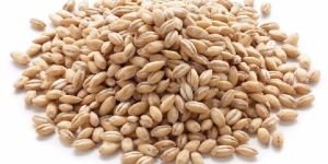 Barley Seeds