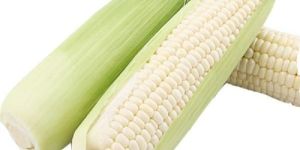 White Corn