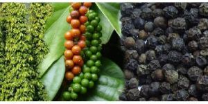Clove Seeds