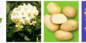 Fresh Kufri Bahar Potato