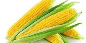 Yellow Maize