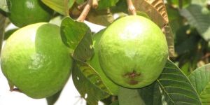 Guava