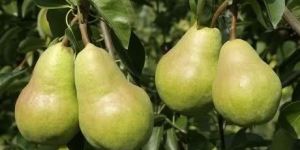 Pear