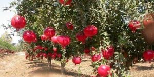Pomegranate