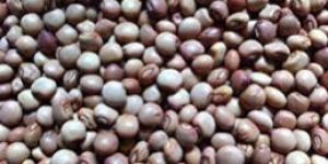 Pigeon Peas