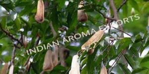 Natural Balsam Essential Oil