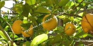 Natural Lemon Essential Oil