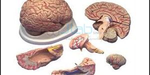 Brain Model Parts