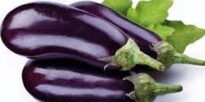 Fresh Brinjal