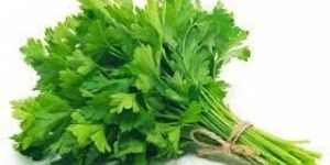 Fresh Coriander Leaves