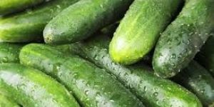 Fresh Cucumber
