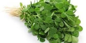 Fresh Fenugreek Leaves