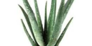 Aloe Vera Plant