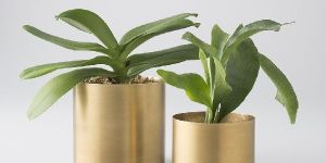 Brass Planters