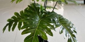 Decorative Artificial Plant