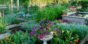 Kitchen Garden Installation Services