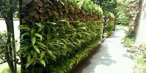 Vertical Garden Installation Services