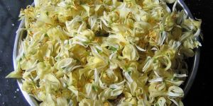 Moringa Oleifera Dry Flower