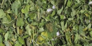 Moringa Oleifera Dry Leaf