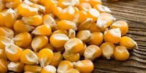 Yellow Maize