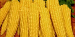 Baby Corn