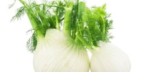 Fennel Bulb