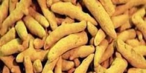 High Curcuma Turmeric Finger