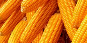 Whole Yellow Maize