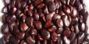 Tamarind Seed