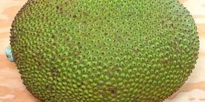 Fresh Jackfruit