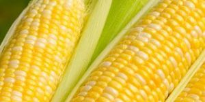 Yellow Corn