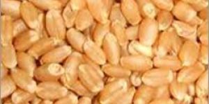 Certified Wheat Seeds