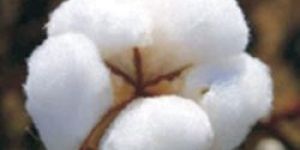 955 HYBRID COTTON SEEDS