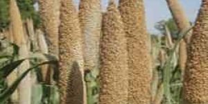 BAJARA SEEDS (IU RANI BAJARA)