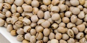 Pigeon Peas