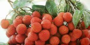 Fresh Litchi