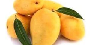 Fresh Mango