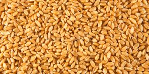 Wheat