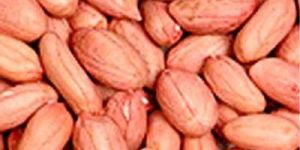 Hps Bold Groundnut Kernels