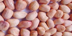 Hps Java Groundnut Kernels