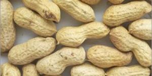 HPS Shelled Groundnuts