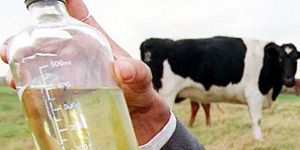 Cow Urine
